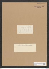 Diatomeae indet. Zeichnungen Sammlung Grunow Nr. 1692 (NHMW-BOT-W0368562)